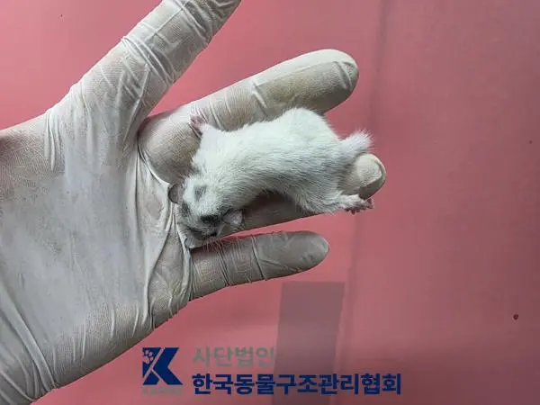기타축종 보호중 사진
