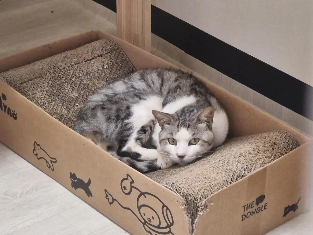 믹스묘 보호중 사진