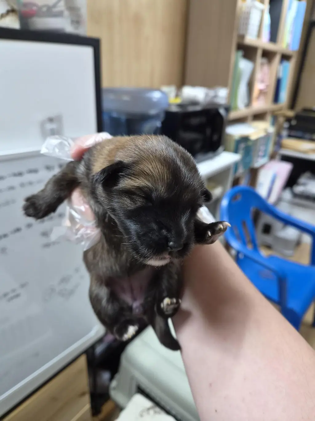 믹스견 보호중 사진