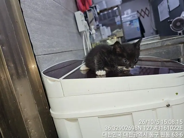 한국 고양이 보호중 사진