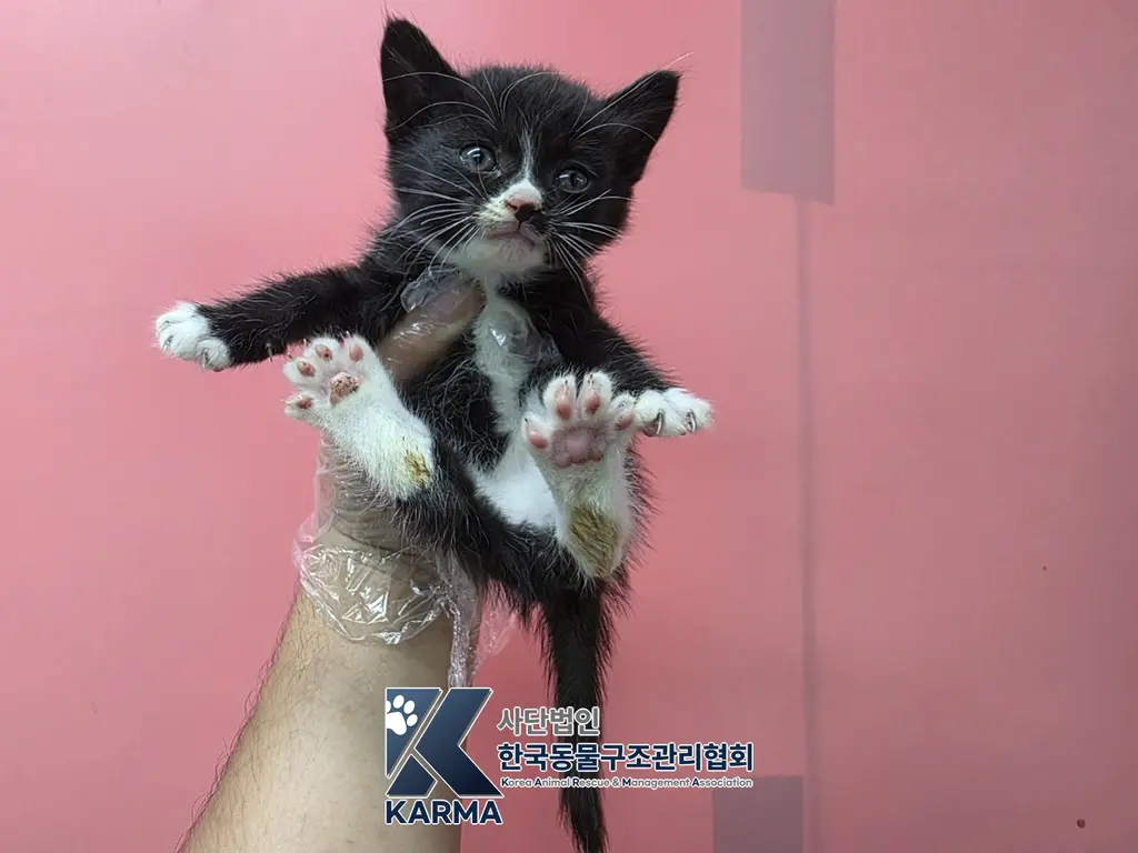 한국 고양이 보호중 사진