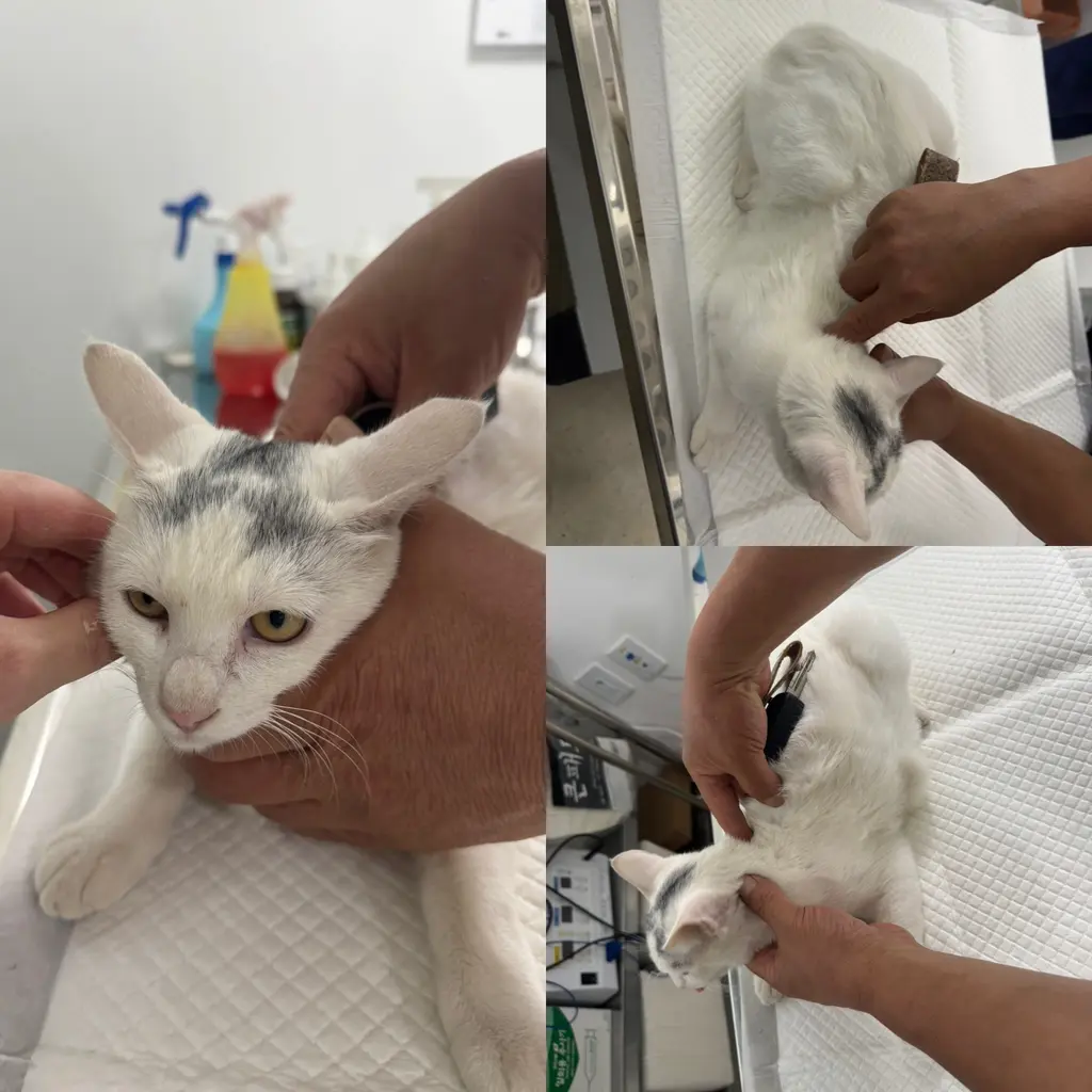 한국 고양이 보호중 사진