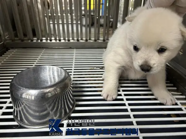 믹스견 보호중 사진