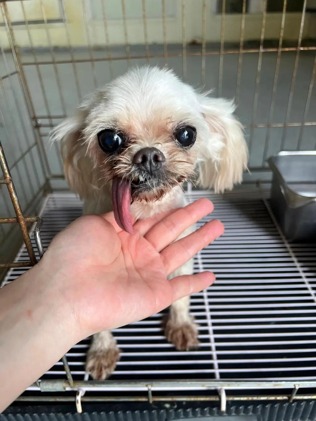 말티즈 보호중 사진