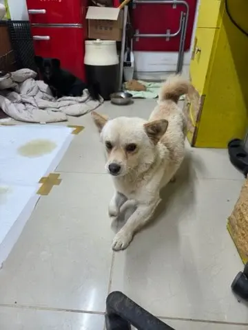 믹스견 보호중 사진