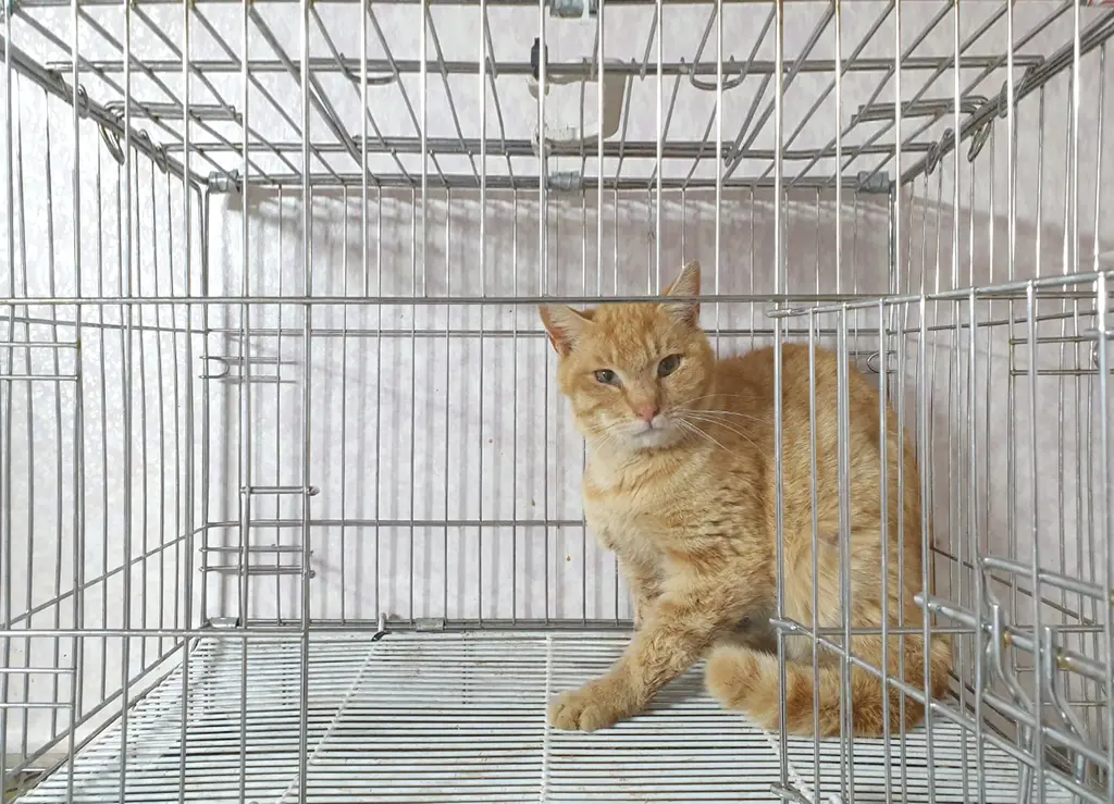 한국 고양이 보호중 사진