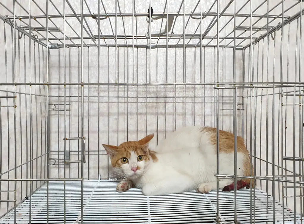 한국 고양이 보호중 사진