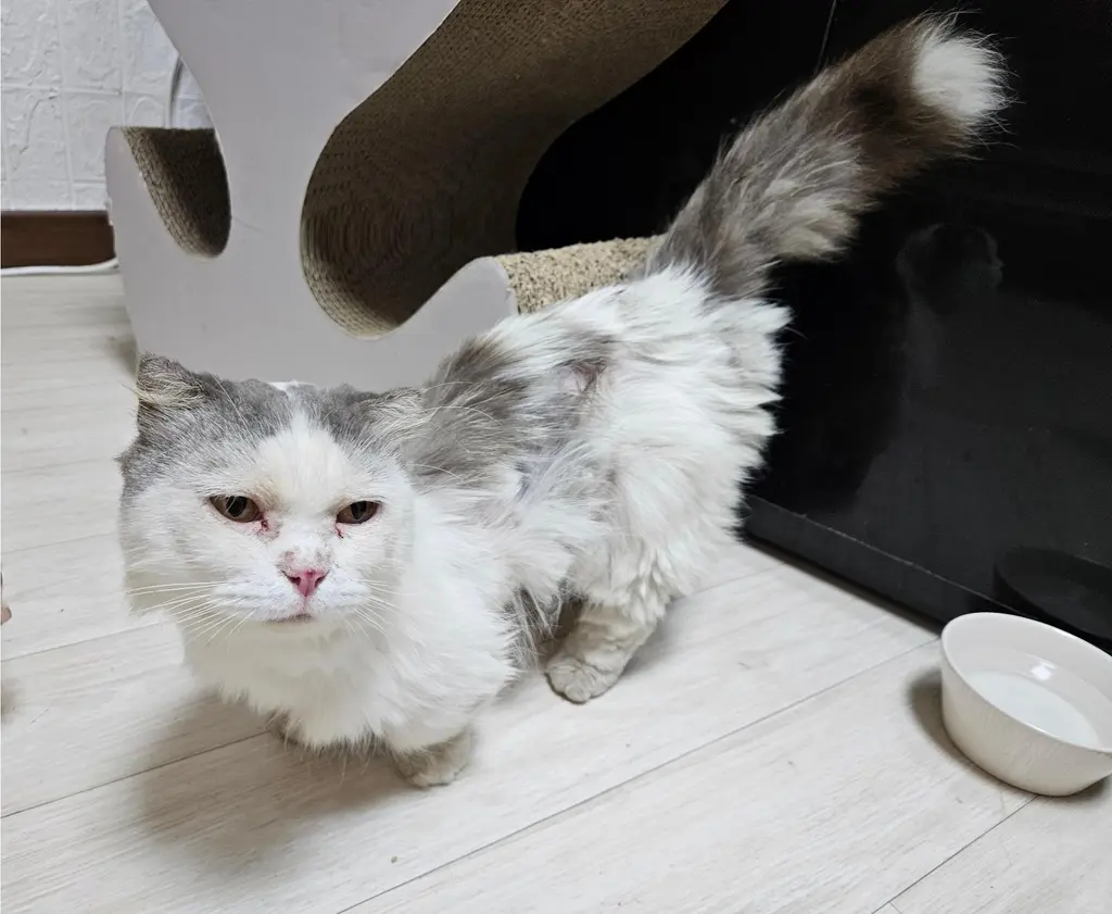 먼치킨 보호중 사진