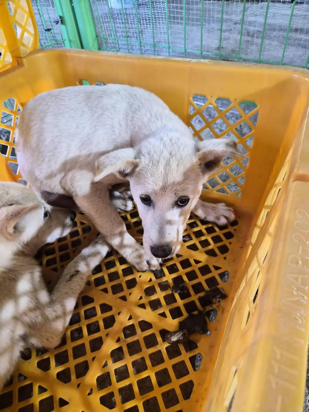 믹스견 보호중 사진