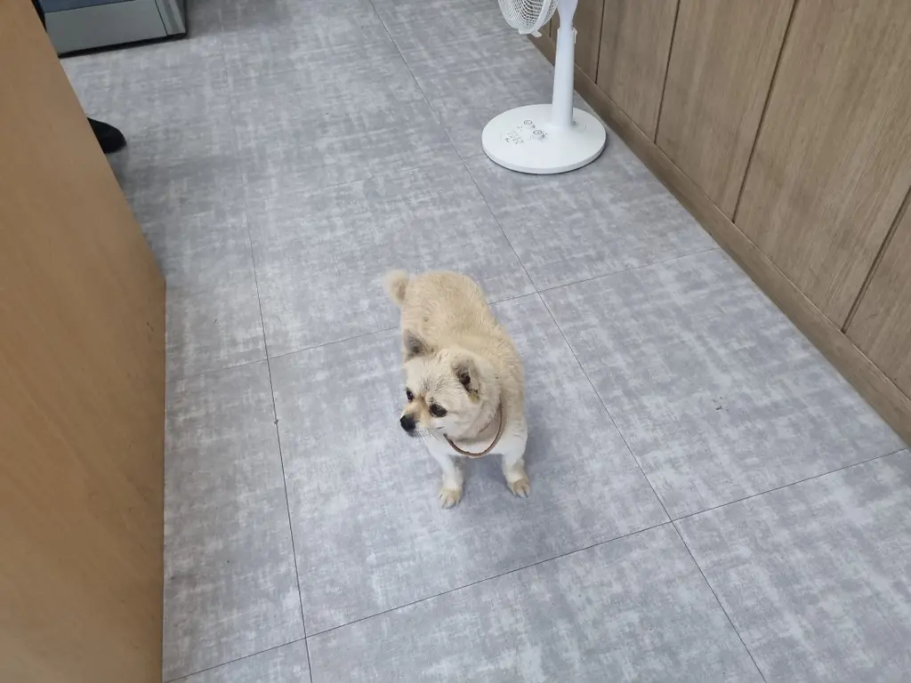 믹스견 보호중 사진