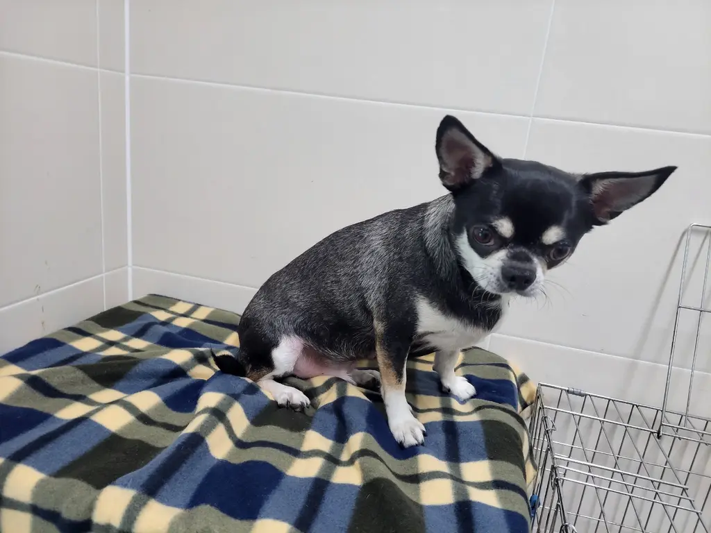 치와와 보호중 사진