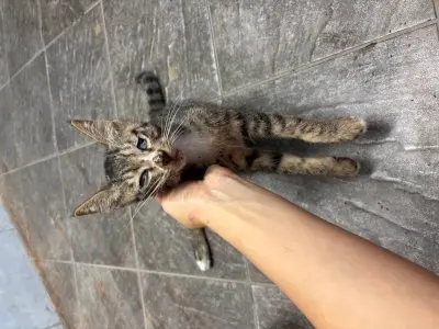 믹스묘 보호중 사진