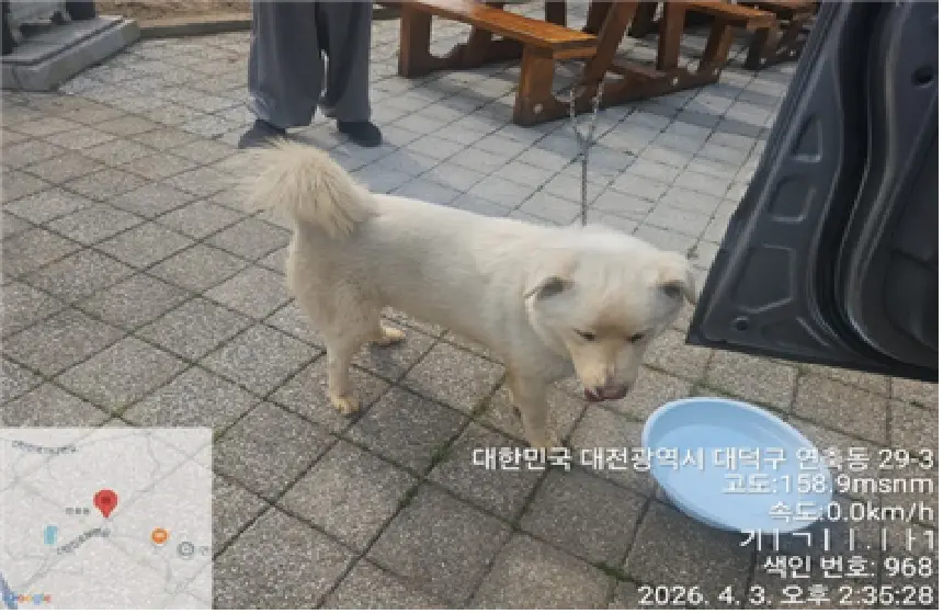 믹스견 보호중 사진