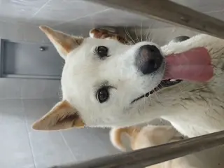 믹스견 보호중 사진