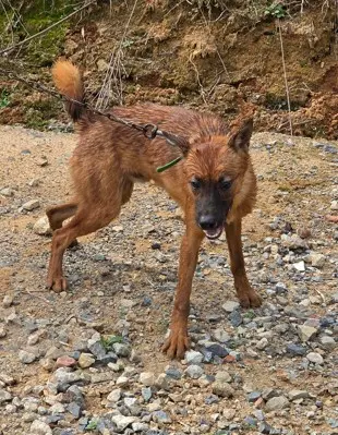 믹스견 보호중 사진