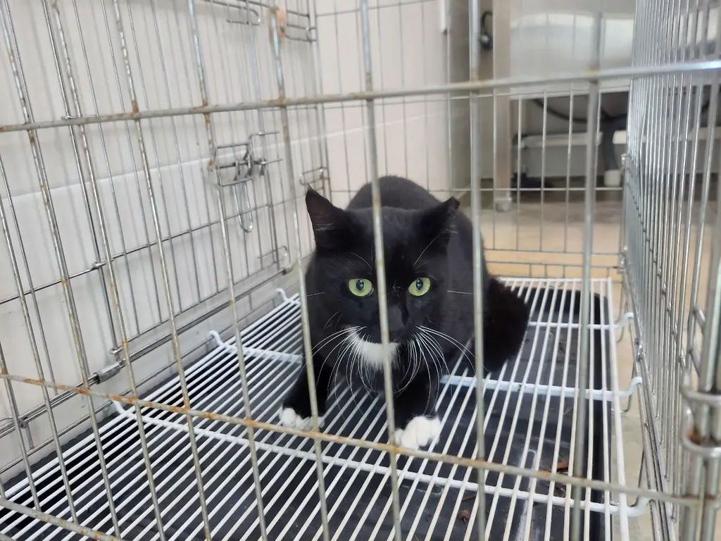 한국 고양이 보호중 사진
