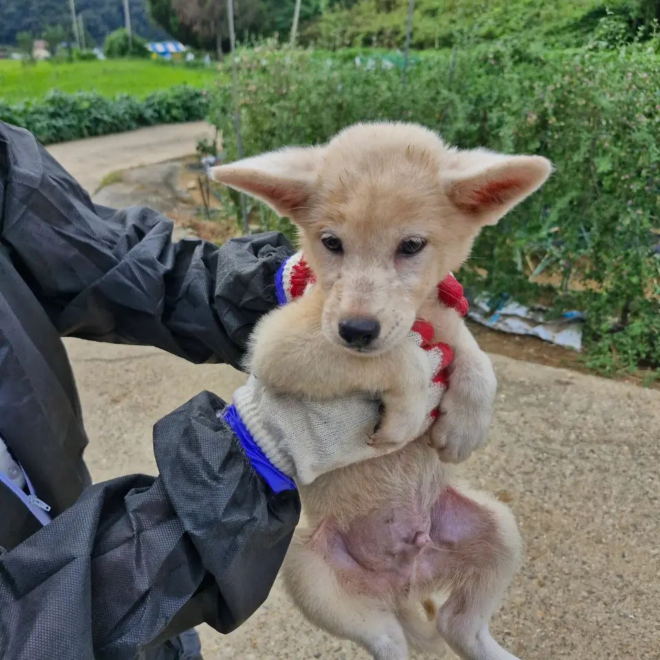 믹스견 보호중 사진