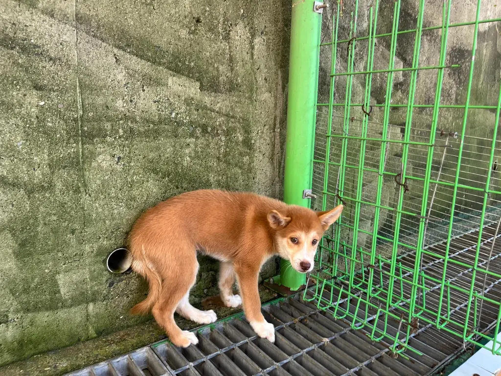 믹스견 보호중 사진