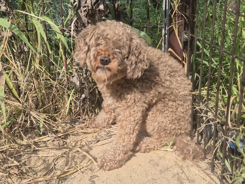 푸들 보호중 사진