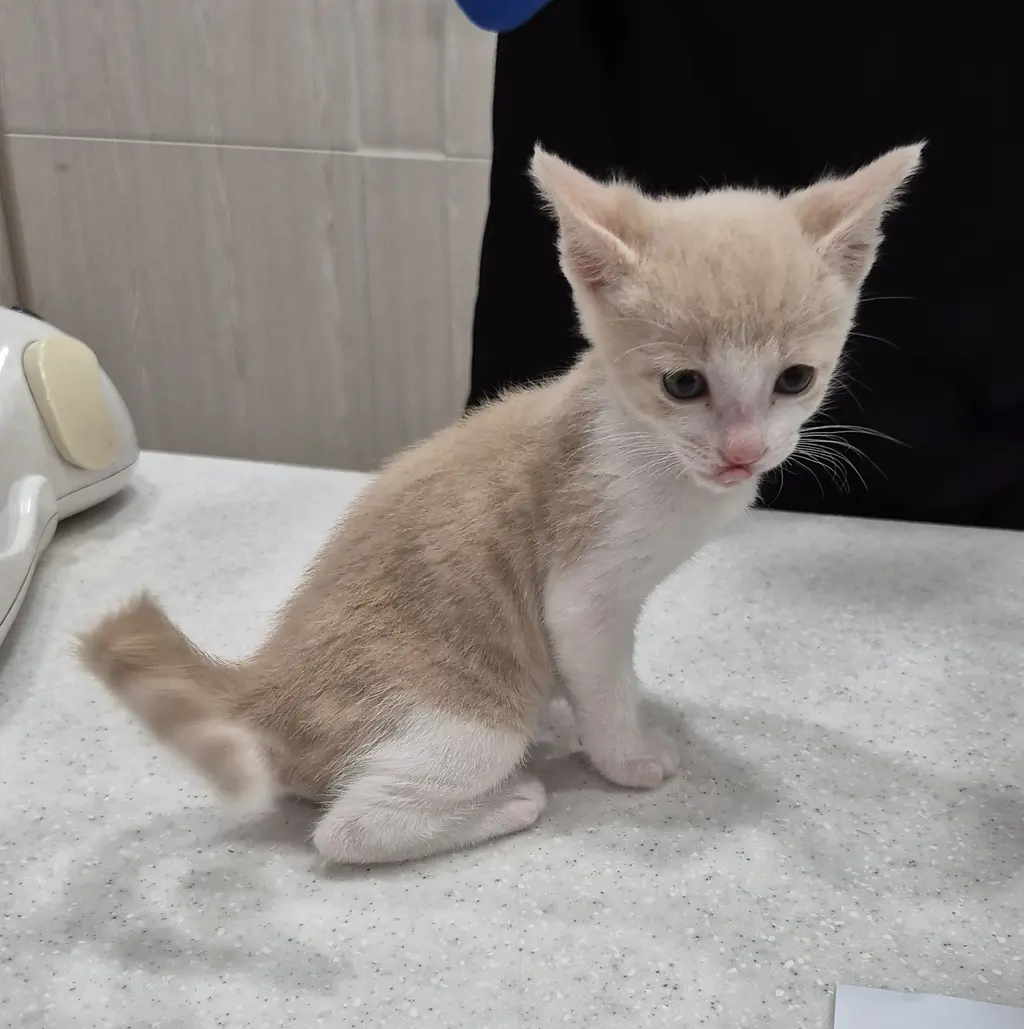 한국 고양이 보호중 사진