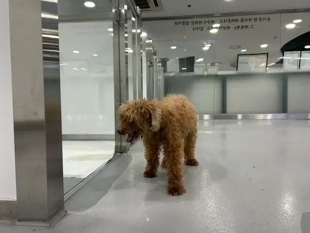 푸들 보호중 사진
