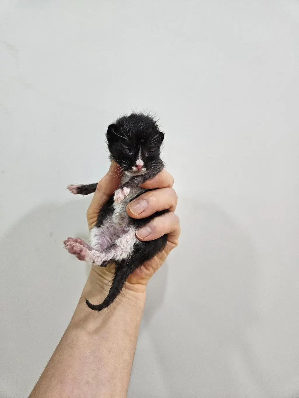 한국 고양이 보호중 사진