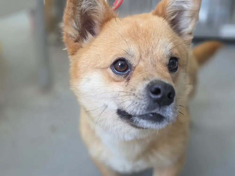 포메라니안 보호중 사진