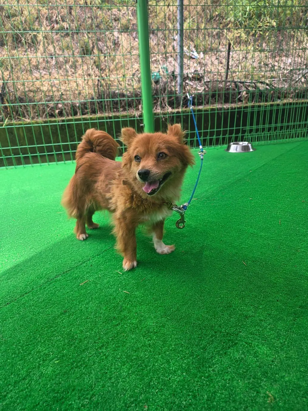 믹스견 보호중 사진