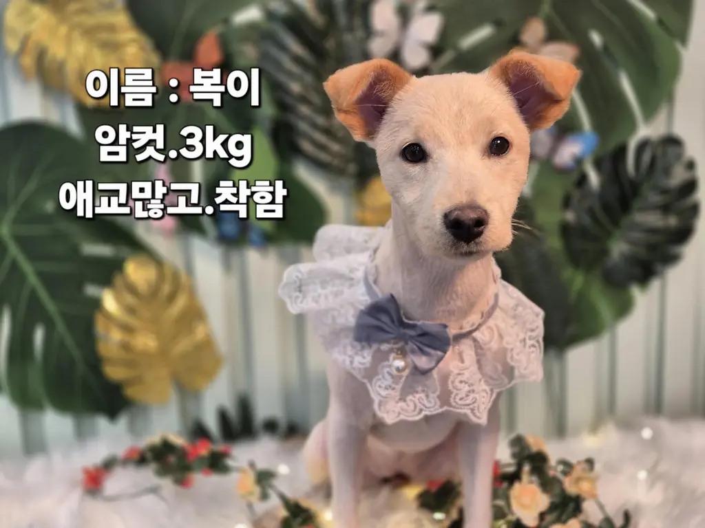 기타 보호중 사진