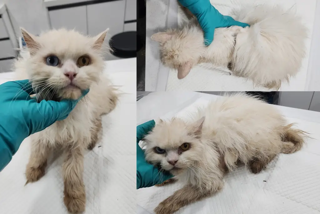 믹스묘 보호중 사진
