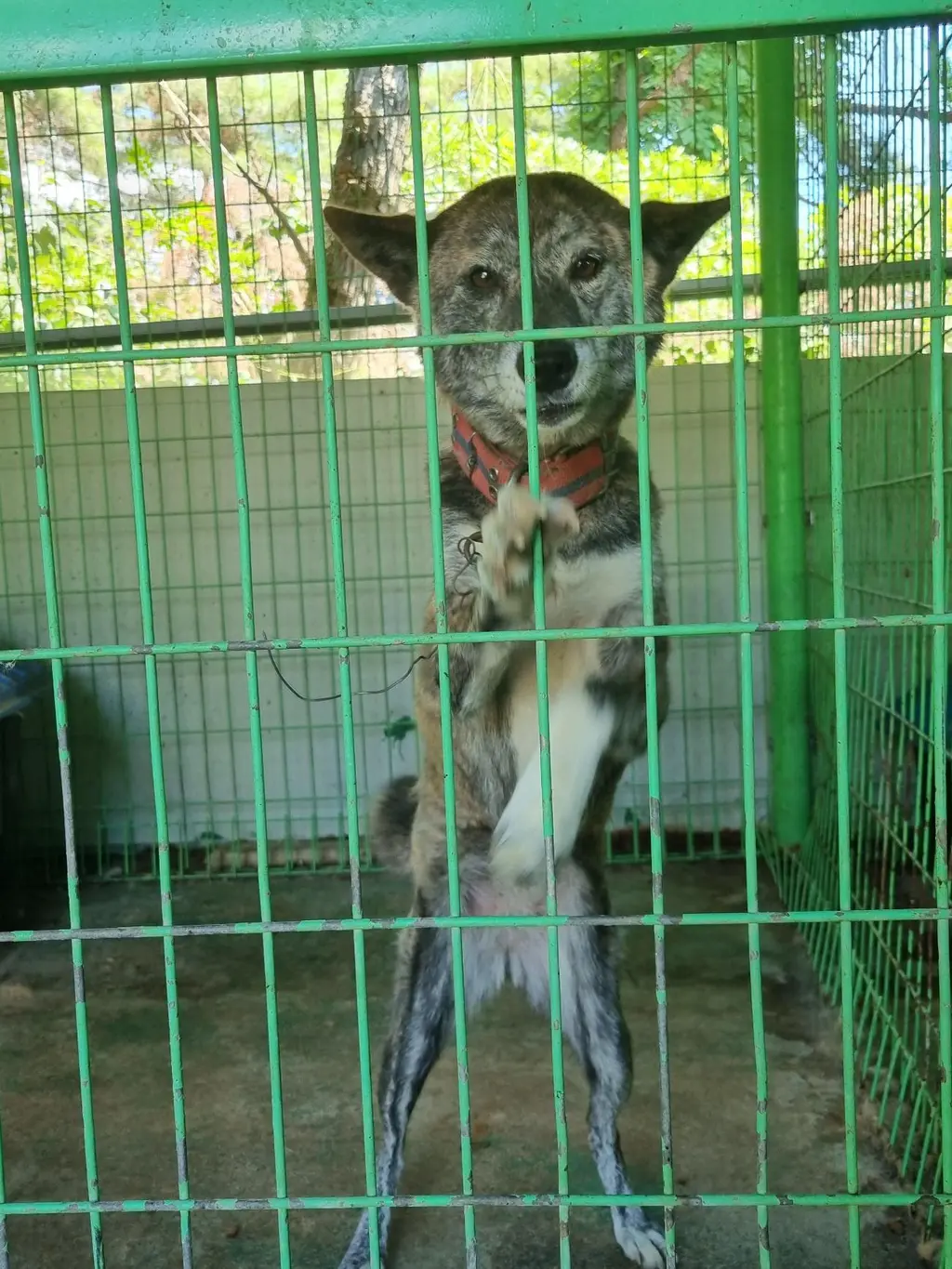 믹스견 보호중 사진