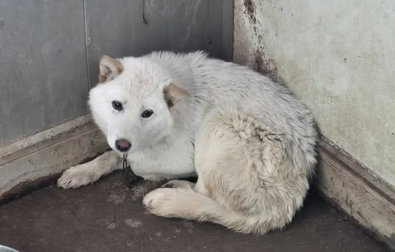 믹스견 보호중 사진