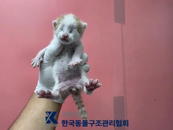 한국 고양이 보호중 사진