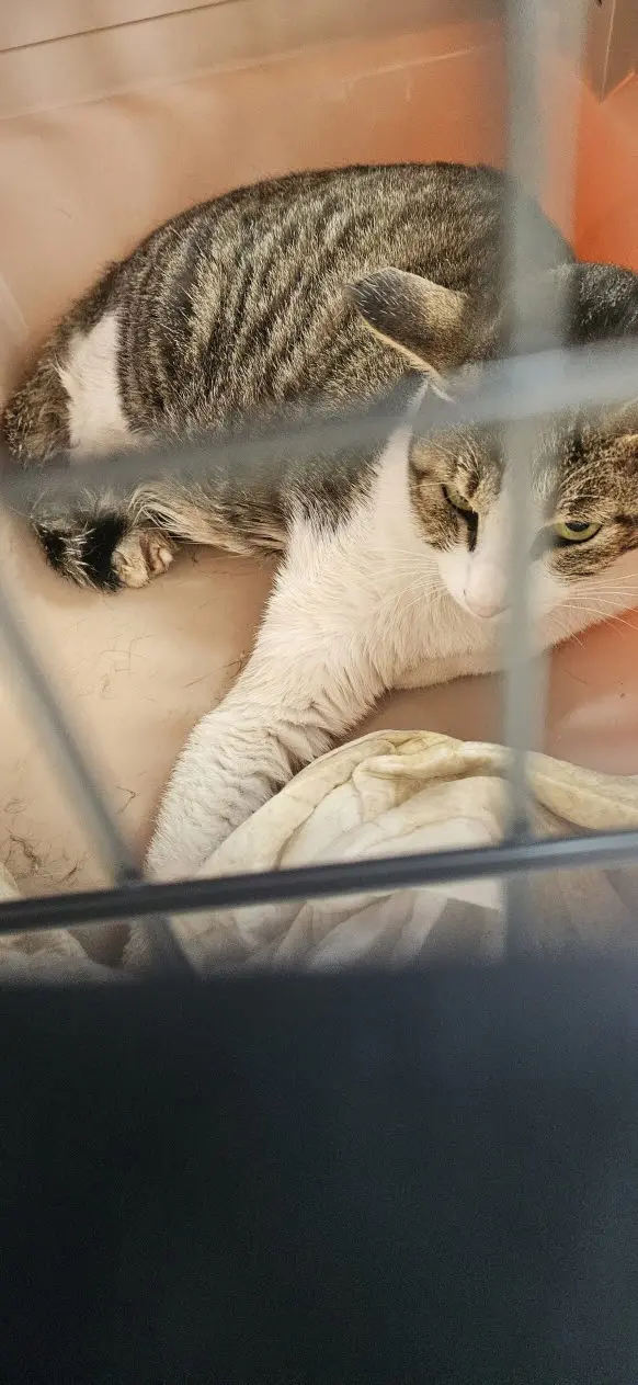 한국 고양이 보호중 사진