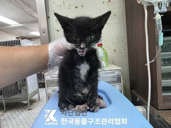 한국 고양이 보호중 사진