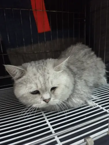 브리티시 쇼트헤어 보호중 사진