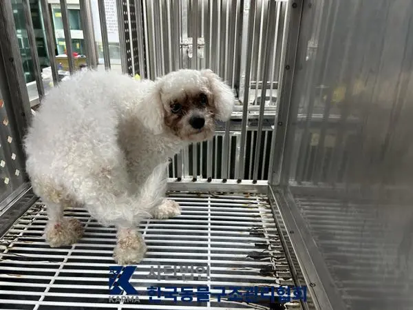 푸들 보호중 사진