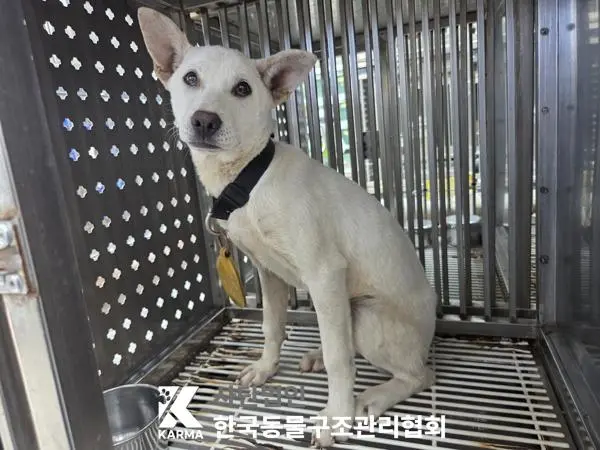 믹스견 보호중 사진