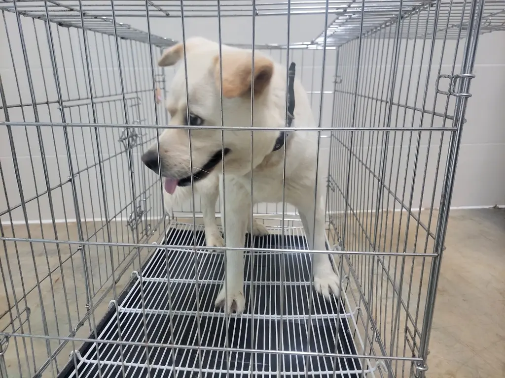 믹스견 보호중 사진