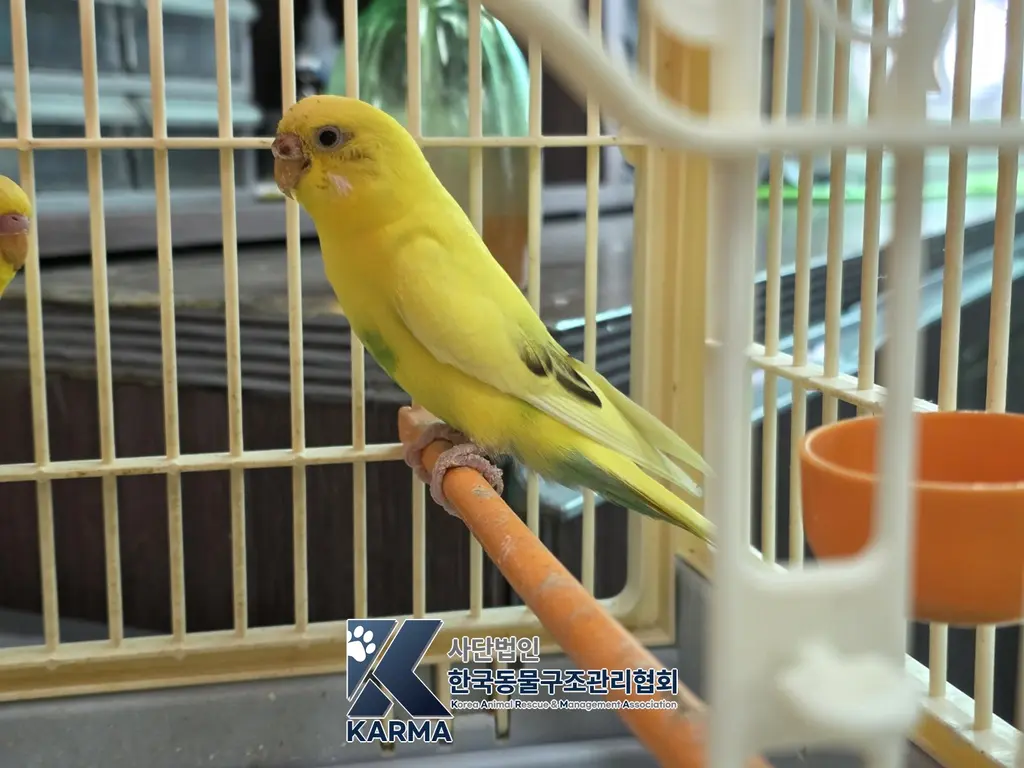 기타축종 보호중 사진