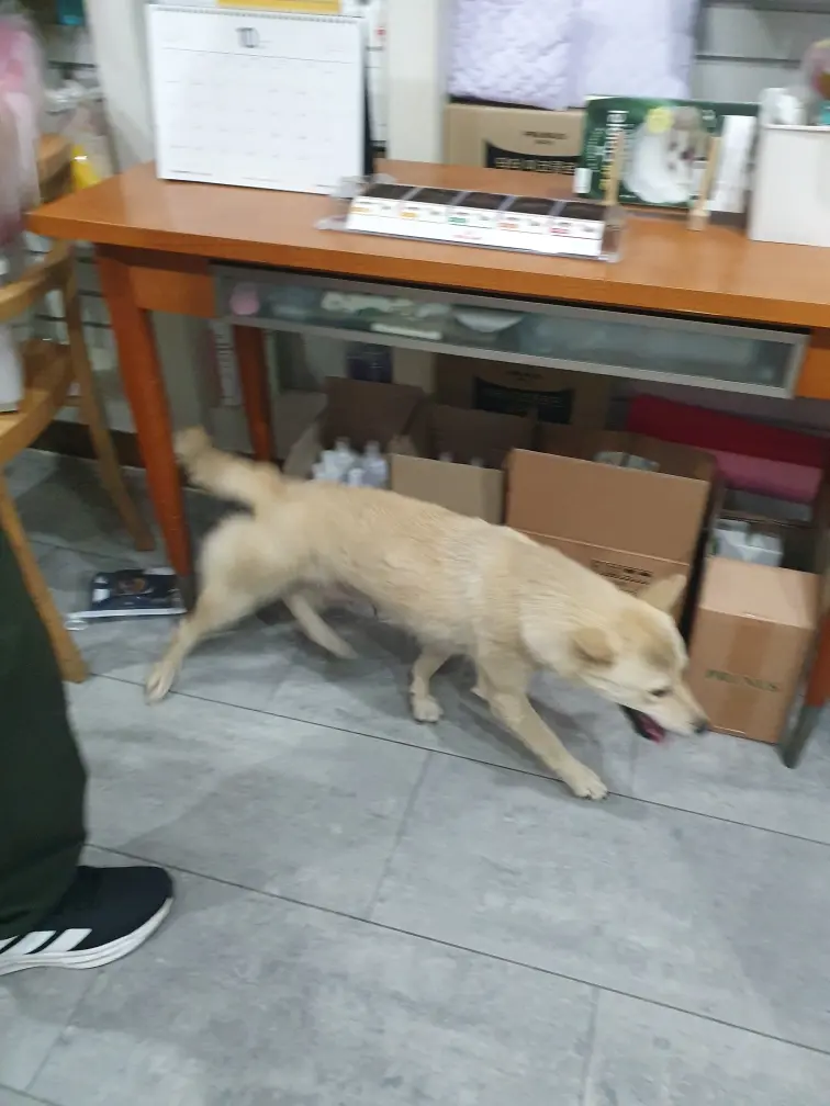 믹스견 보호중 사진