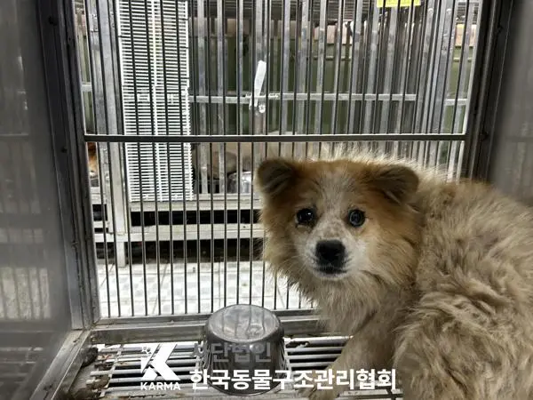 믹스견 보호중 사진