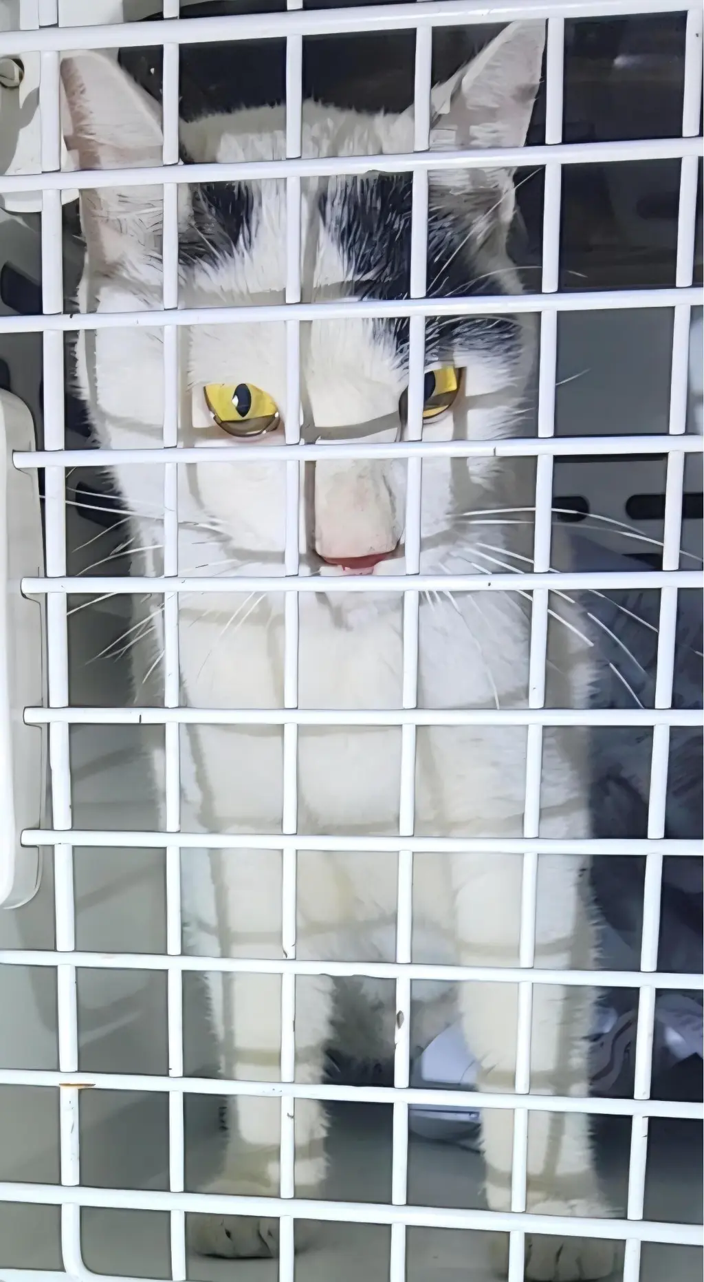 한국 고양이 보호중 사진