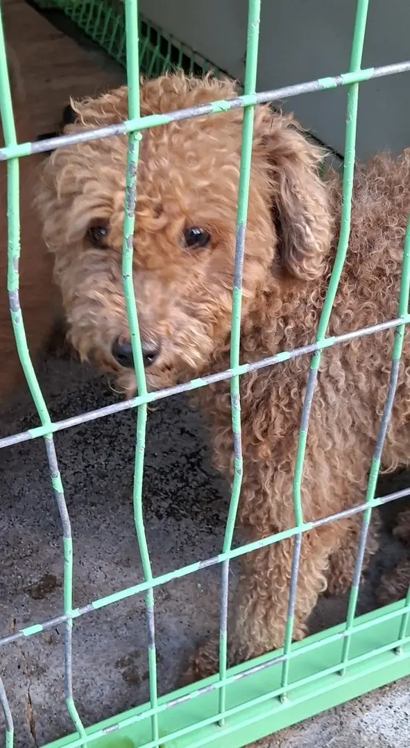 푸들 보호중 사진