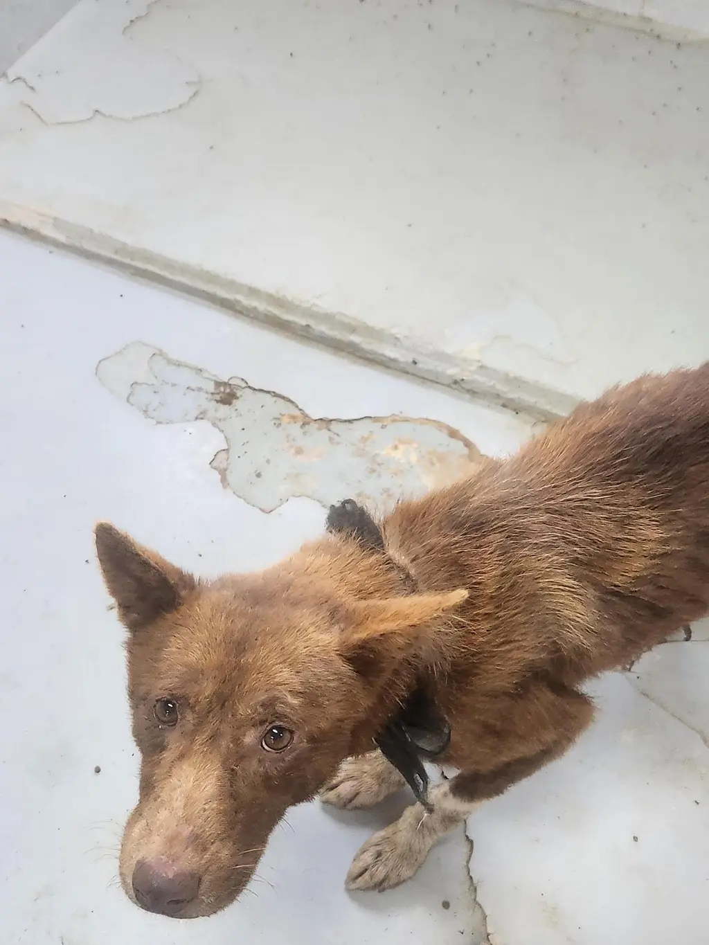믹스견 보호중 사진