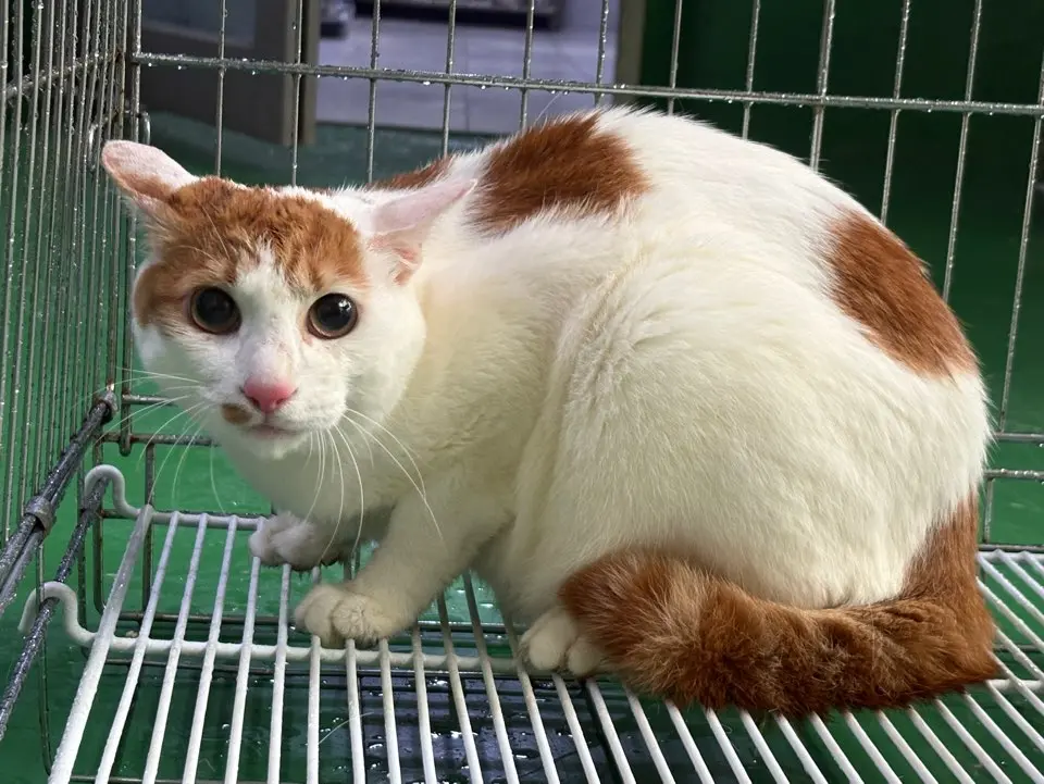 한국 고양이 보호중 사진