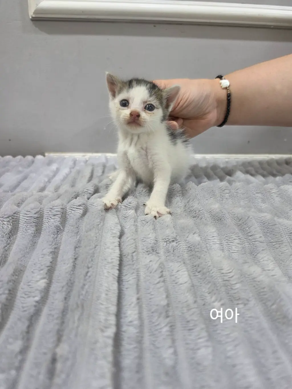 한국 고양이 보호중 사진