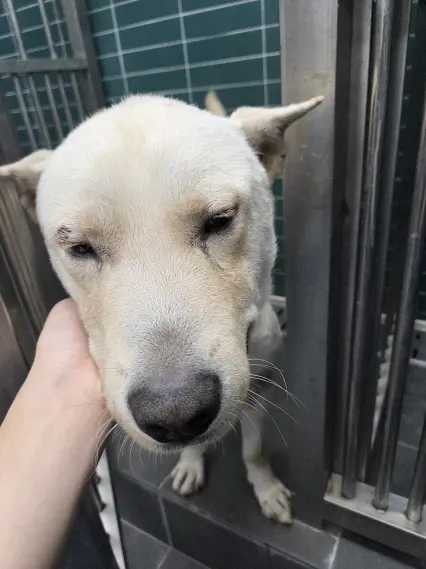 믹스견 보호중 사진