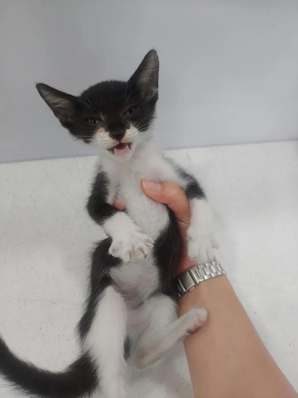 한국 고양이 보호중 사진