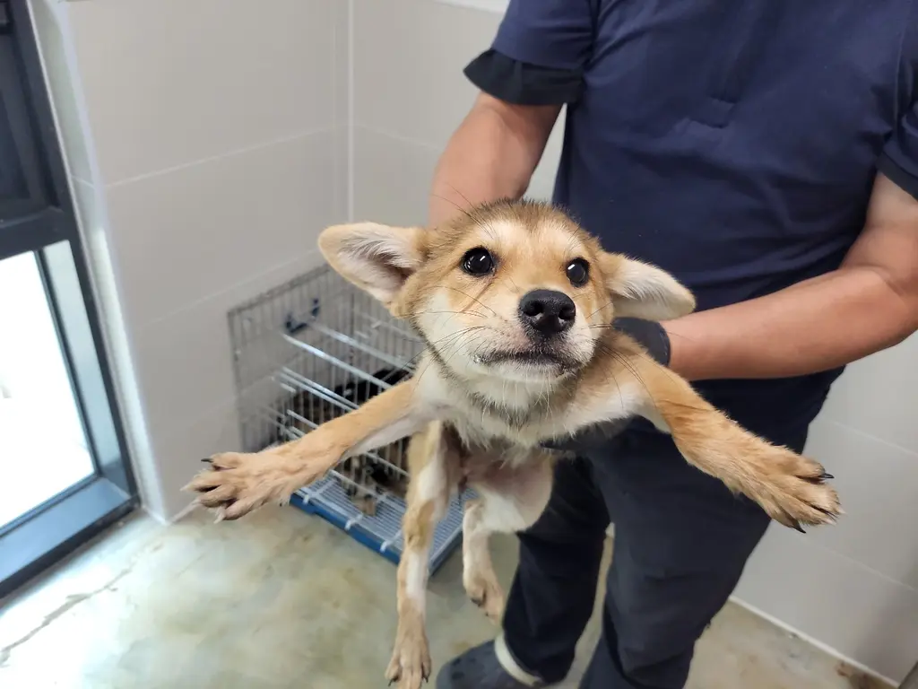 믹스견 보호중 사진